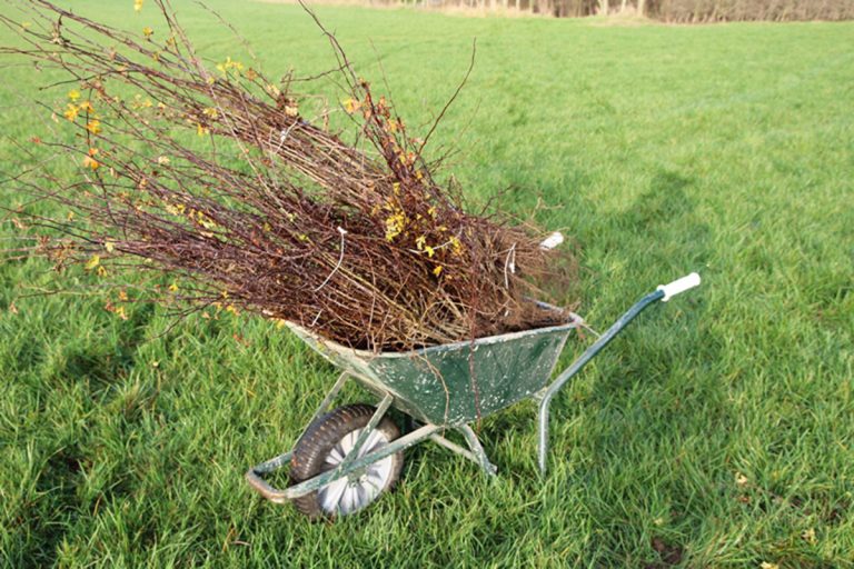 Bomen en struiken voor een mooier buitengebied