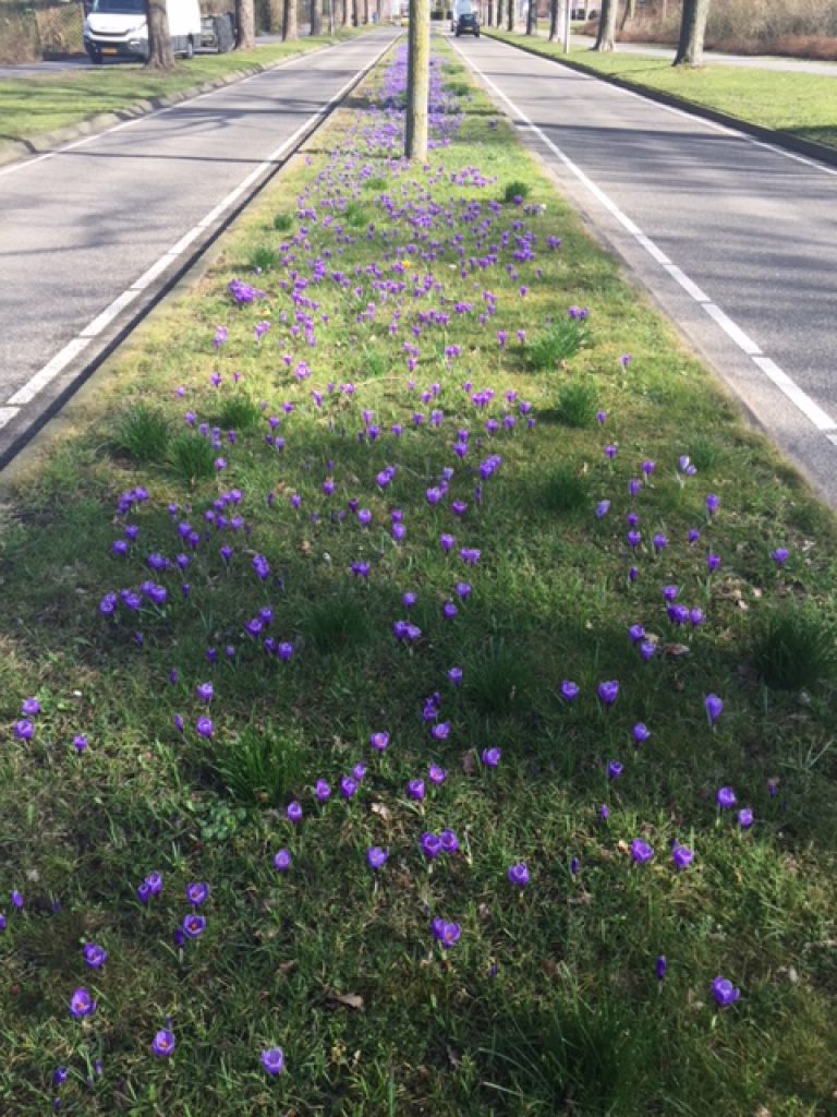 Lokaal Alternatief neemt initiatief voor Motie Steenbreek: Tegels eruit, planten erin