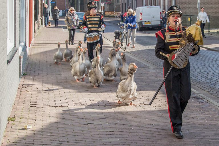 Roofvogelshow en ganzenfanfare