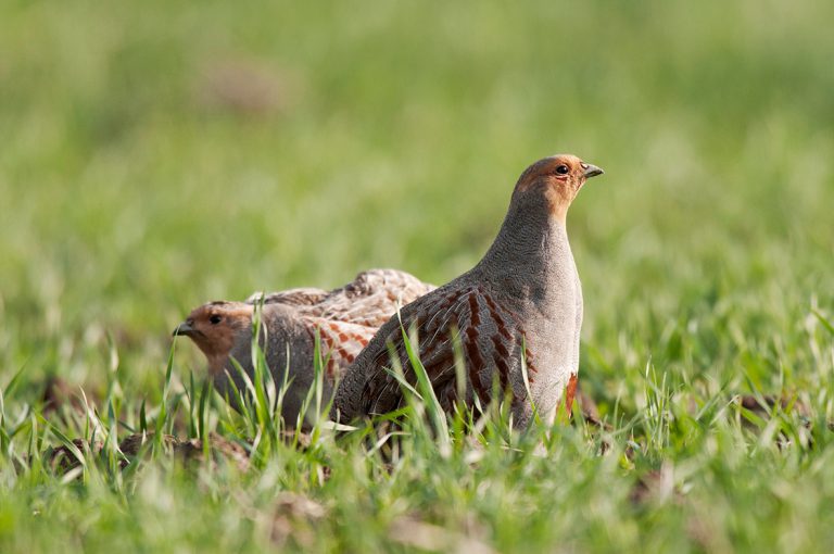 Een haag voor de patrijs in Montferland!