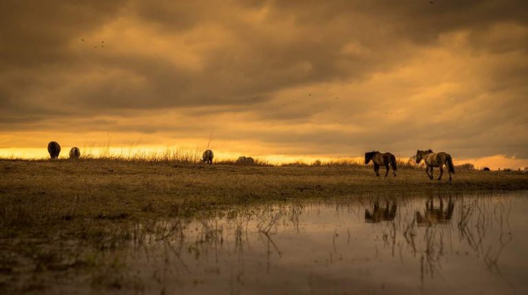 Go Clean gaat 21 april strijd aan met zwerfafval in uiterwaarden