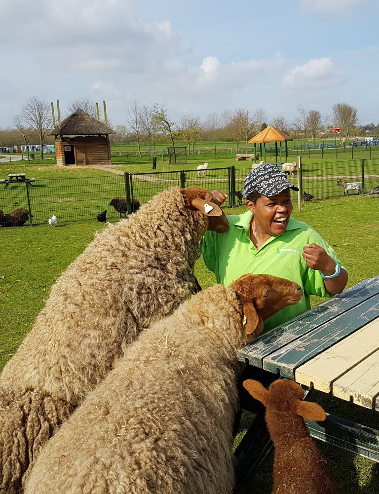 Schaapscheerdersfeest in het Horsterpark