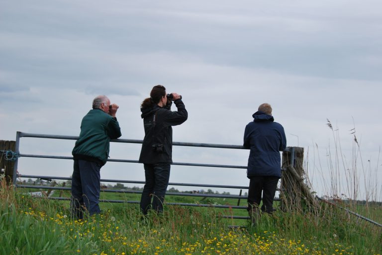 Weidevogels kijken in het Zevenaarse en Duivense Broek