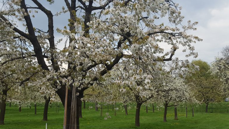 Help mee de hoogstamboomgaarden in de Wehlse Broeklanden te onderhouden!