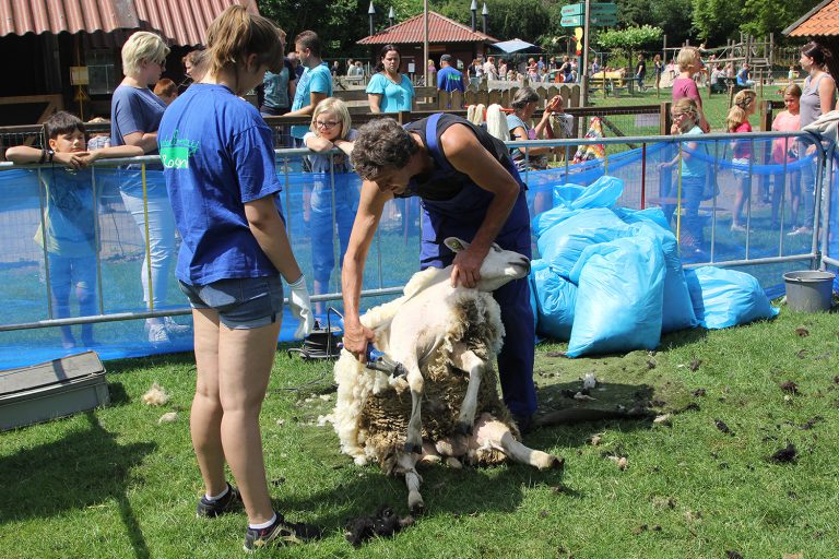 Schaapscheerdersfeest bij kinderboerderij Rosorum