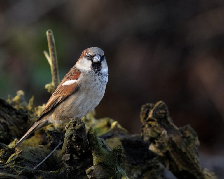 Gratis nestkasten voor huismussen in Duiven, Groessen, Loo of Zevenaar