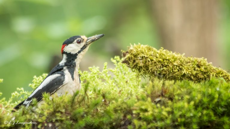 Natuur Actief avond dinsdag 20 november