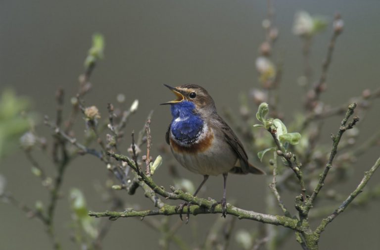 Lezing Het land van de Grote Vuurvlinder