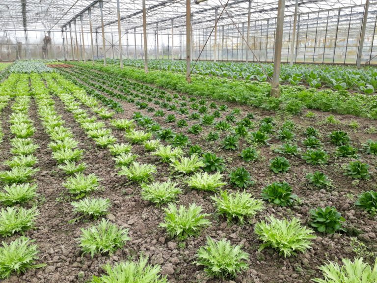 Open dag met rondleidingen en proeverijen bij De Groene Schuur