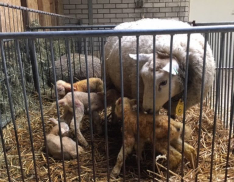 Vier lammetjes geboren in Didam