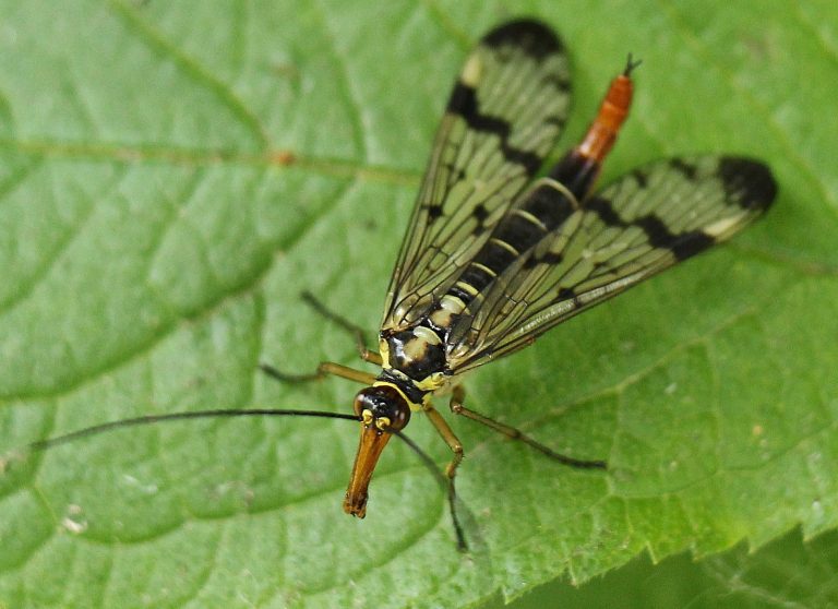 Op 9 mei start Insectencursus IVN natuur-educatie Arnhem