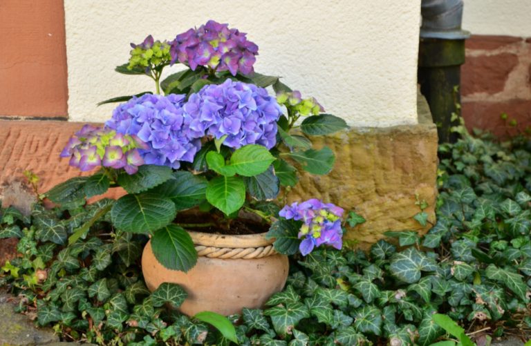 Alpe d’HuZes Hortensia’s op Koningsdag!