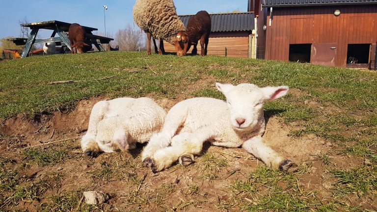 Paaseieren speurtocht op Kinderboerderij Horsterpark 