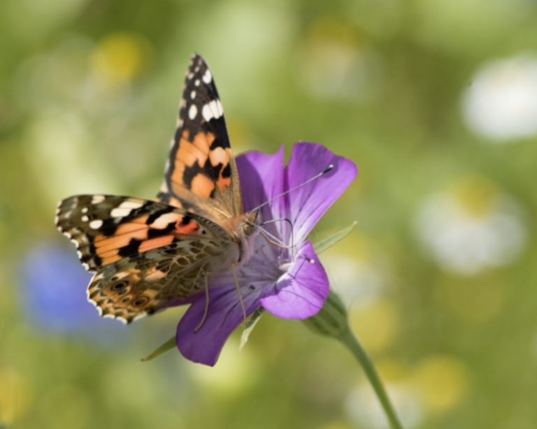 Doe mee aan workshop biodiversiteit in Stokkum