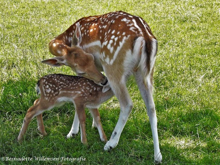 Twee “Bambi’s” geboren in Horsterpark