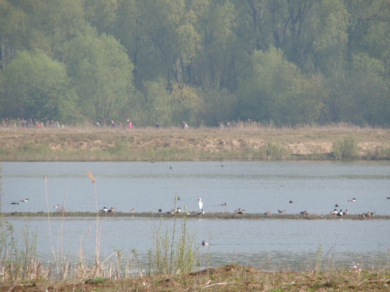 Voorjaarswandeling Kleine Gelderse Waard