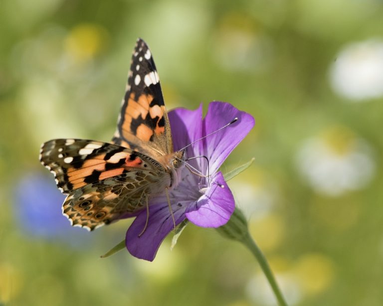 Meer vlinders en wilde bijen in Doesburg