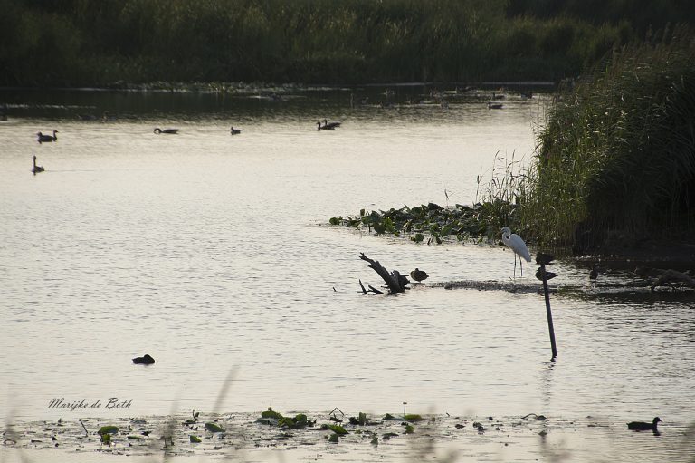 Fietstocht door het Liemerse land; georganiseerd door IVN de Liemers