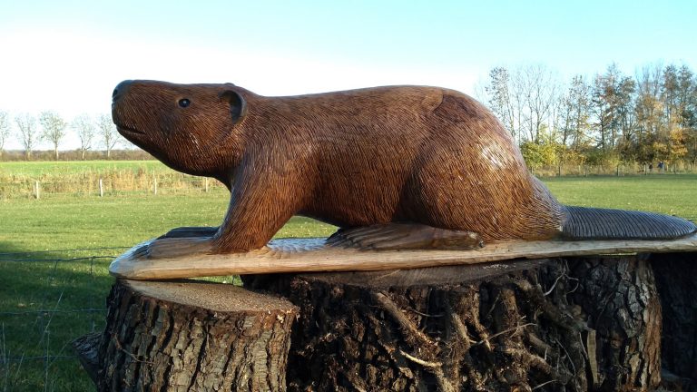 De bever is terug op de Bevermeer