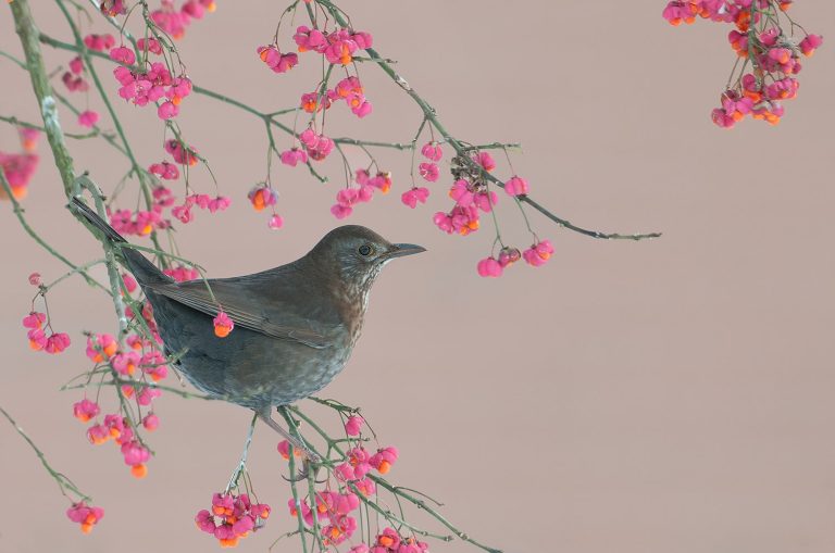 Help vogels en plant een vogelbosje met bessen