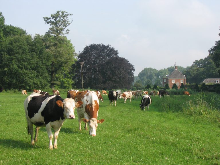 Handen uit de mouwen bij biologische melkveehouderij De Klaver Buitenwerkdag in Angerlo voor vrijwilligers op 12 februari