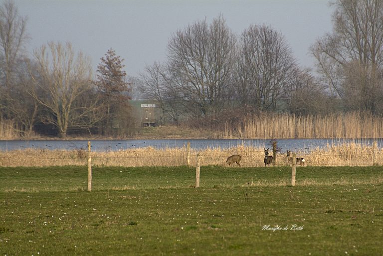 IVN-Oude IJsselstreek: excursie door Kandia, vanaf de mammoet