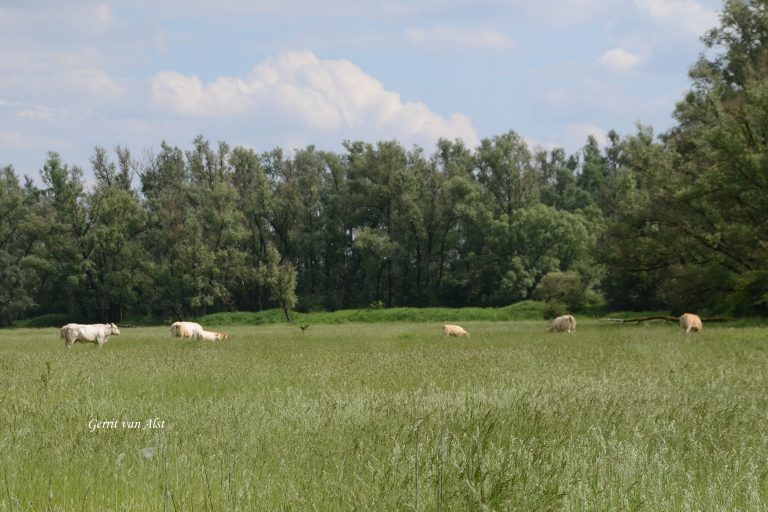 Persbericht Struintocht door de Lobberdense Waard