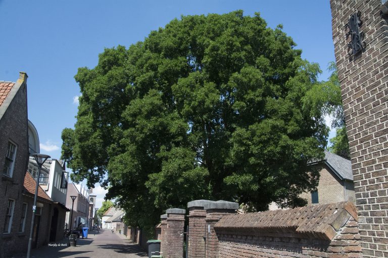 IVN Stadswandeling Zevenaar op 3 juli