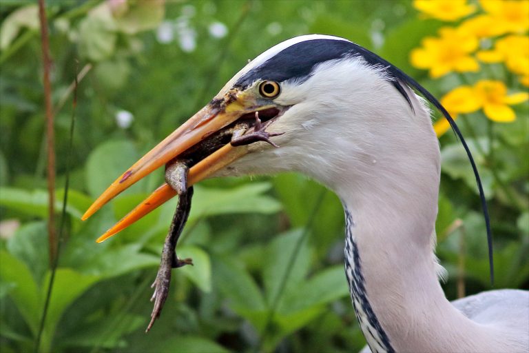 Lezing Groei & Bloei; ‘Meer vogels in en om de tuin’ (Vogelbescherming)