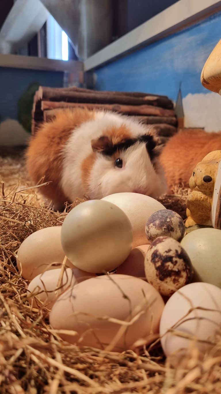 Paaseieren speurtocht op Kinderboerderij Horsterpark