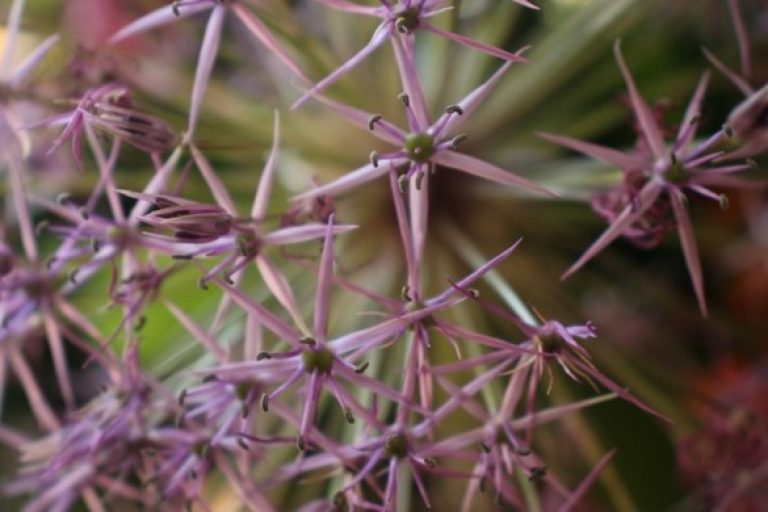 De Kracht van Planten door Jos Malherbe