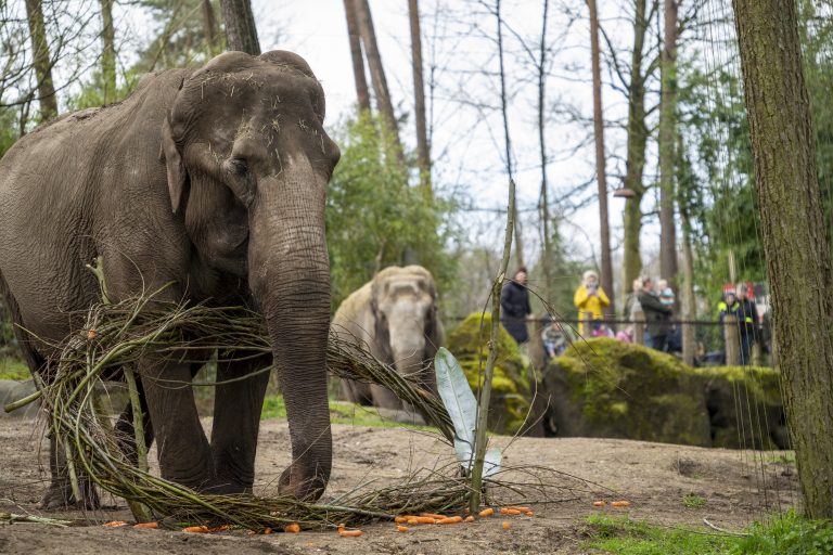 gemeenten Duiven en Westervoort maken dieren Burgers’ Zoo blij met wilgentakken