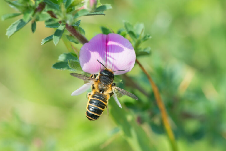 Help de vlinders en wilde bijen in de gemeente Duiven